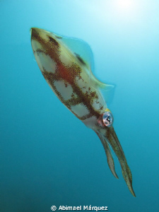 continuing with the squid ... by Abimael Márquez 